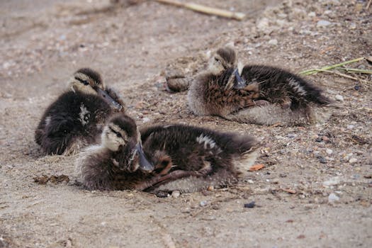 Zes baby-eendjes gered na dodelijke aanrijding op N206